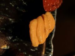 iphone_upload_pic-松涛日本料理