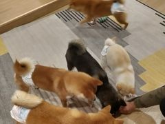 -南京Hallo宠物乐园·哈罗犬舍·柴犬繁育基地