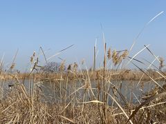 -盐城丹顶鹤湿地生态旅游区