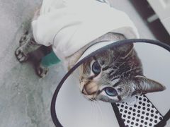 -宠福鑫康馨动物医院·骨科·眼科