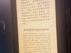 -海南槟榔谷黎苗文化旅游区