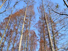 -上海长兴岛郊野公园