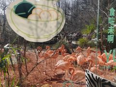 -ZOO COFFEE动物园咖啡(红山森林动物园店)