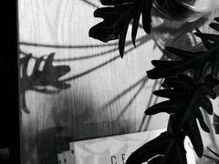 -柴务处·柴犬主题狗咖