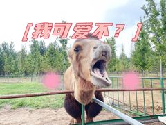 -秦皇岛野生动物园