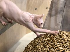 -飞行喵MR PILOT|猫舍·猫咖(静安大融城店)