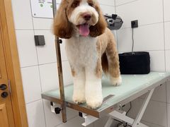 -帕帕拉兹宠物(亚洲旗舰店)