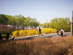 -大兴滨河森林公园