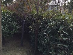 -老北京绿豆饼(解放路店)