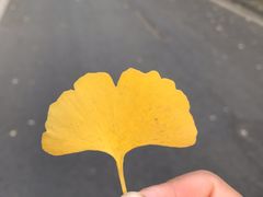 -四川大学(望江校区)