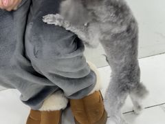 -乖乖宠物医院·猫科·急重症中心(车站北路分院)