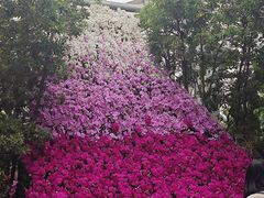 -南宫五洲植物乐园