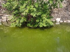 -五缘湾湿地公园