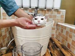 -汪小喵宠物·戴维斯乐芳希施宠馨宝皮毛调理洗护店
