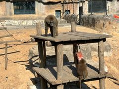 -大连森林动物园