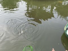 -樂桃源奉贤黄桃种植采摘基地