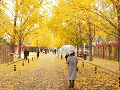 -三里屯东五街银杏大道