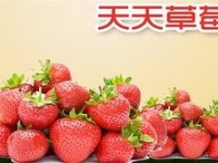 -青浦采草莓天天草莓园