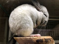 -藦茜花园宠物主题亲子互动体验馆(国顺东路店)