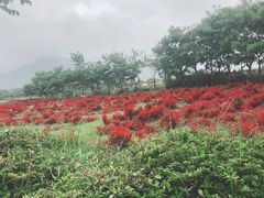 -亚龙湾国际玫瑰谷