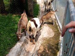 -广东茂名森林公园