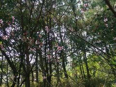 -牛鱼嘴原始生态风景区