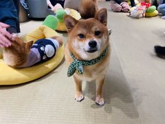 -逗柴咖啡屋·狗咖猫咖宠物桌游