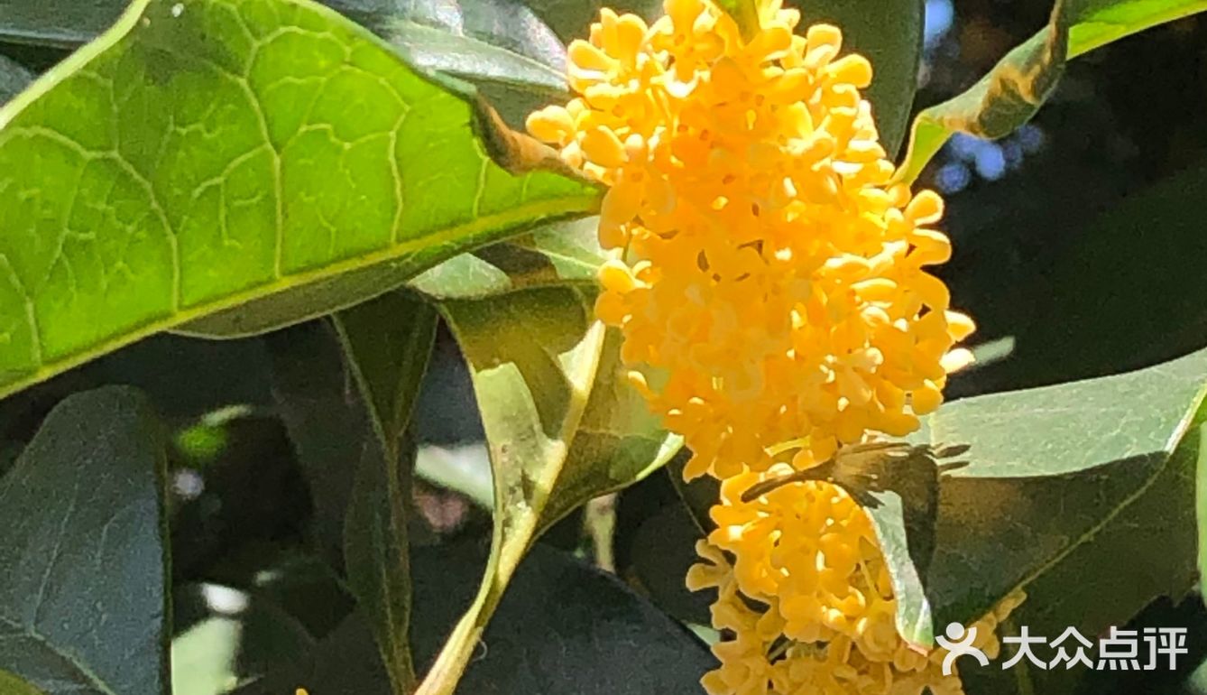 整个城市到处弥漫着或浓或淡的桂花香气