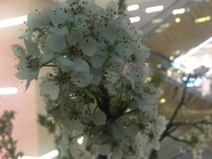 -BOBLOOM花店(宝龙旭辉广场店)