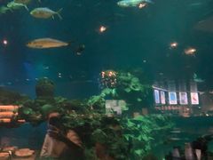 -海棠湾洲际-涛·海底餐厅·美人鱼·自助餐·海底隧道