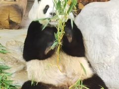 -海南热带野生动植物园