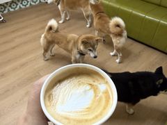 -是阿柴呀！柴犬咖啡·爱喵喵猫咖