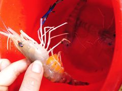 -小象钓虾·营地烧烤(洛溪店)