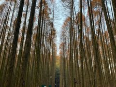 -山王坪喀斯特国家生态公园