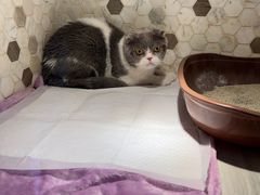 -宠爱国际动物医院·消化内科·心肾内科·ISFM猫友好(望京店)