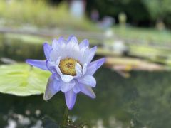 -中国科学院华南植物园