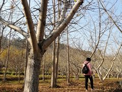 -千年银杏谷文化旅游区