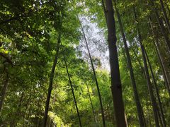 -上海佘山国家森林公园天马山园