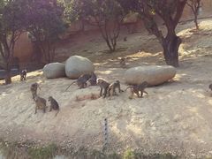 -泉州海丝野生动物世界