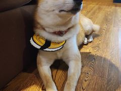 -柴务处·柴犬主题狗咖