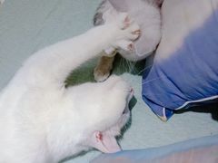 -喵的天空名猫咖啡馆·撸猫·猫舍·用品