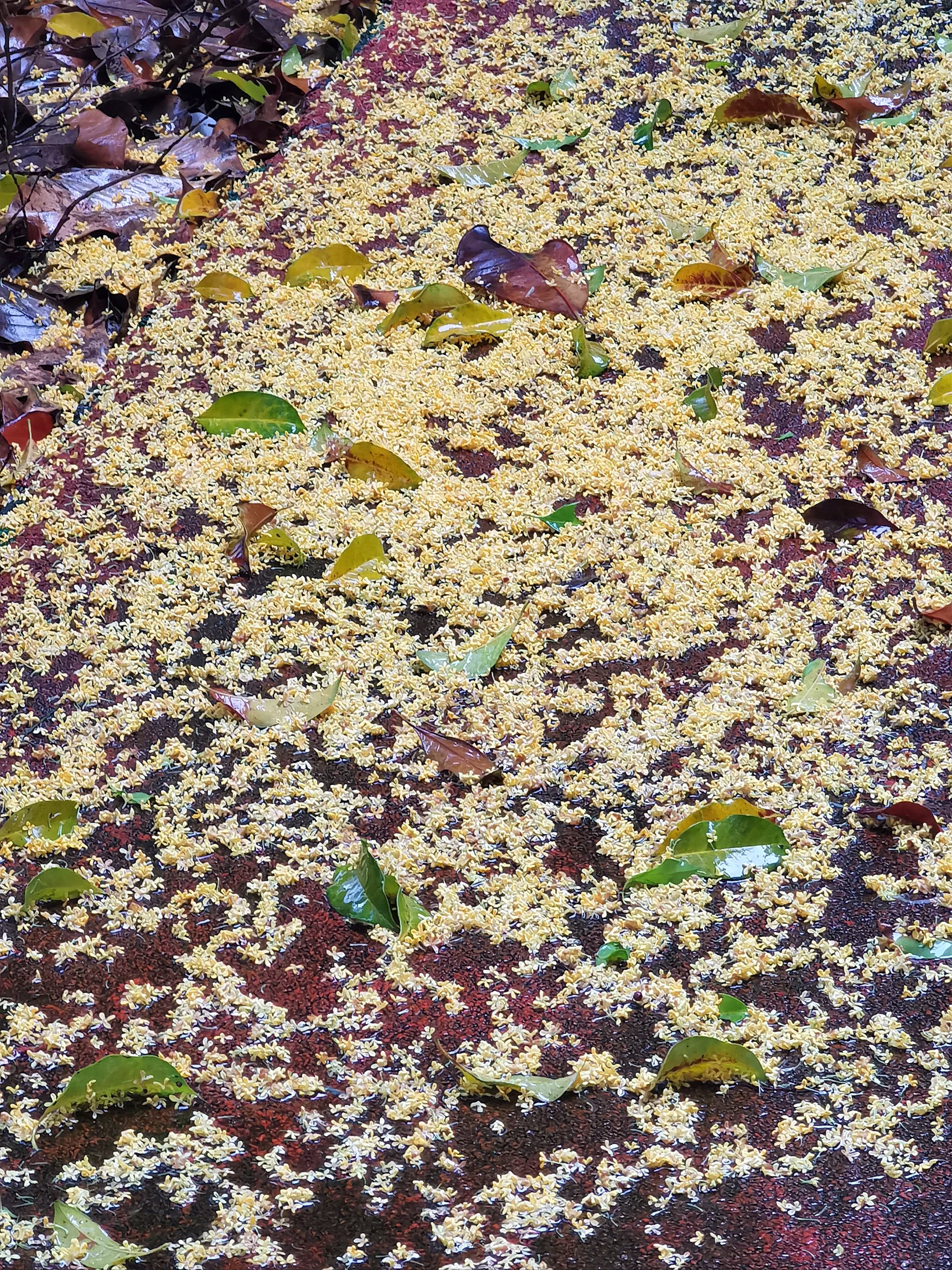 雨中桂花满地唯美图片图片