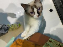 -猫色咖啡·猫咖
