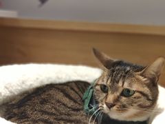 -滚猫咖啡·猫咖·猫友好撸猫(未来城店)