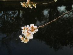-和平公园