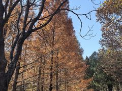 -白水寺森林公园