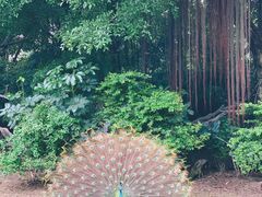 -广州长隆飞鸟乐园