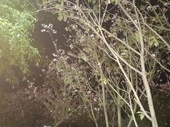 -马口生态公园