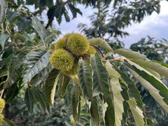 -天津盘山风景名胜区