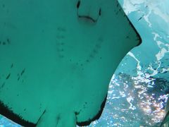 -瑞普利水族馆